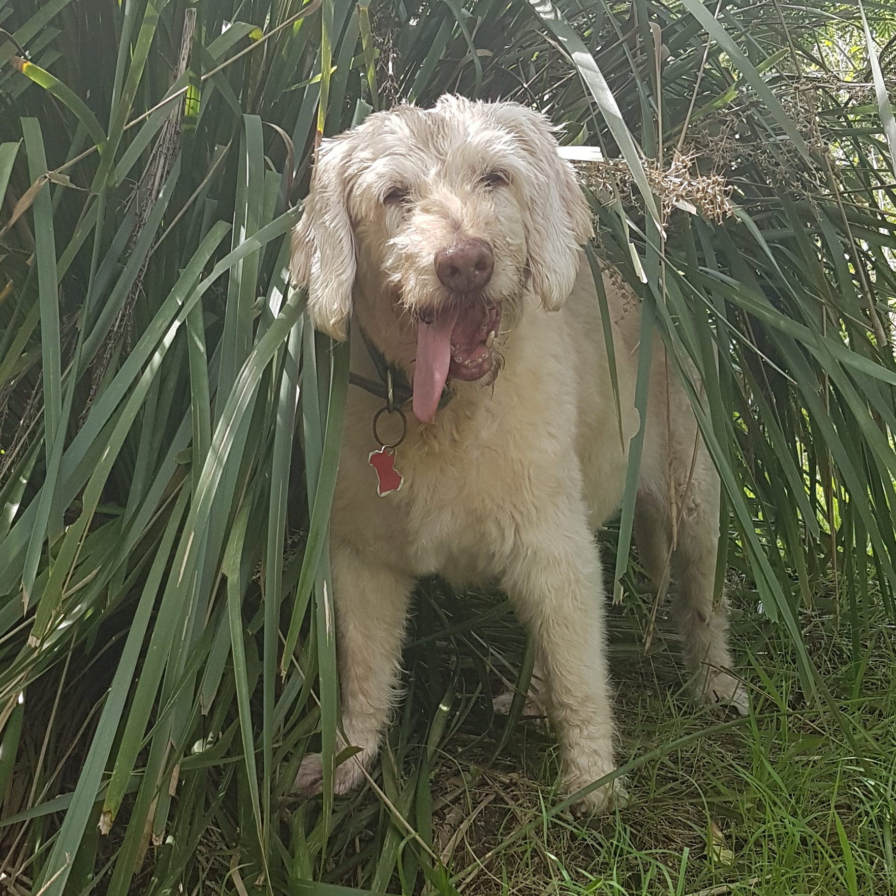Labradoodle looking out from foliage